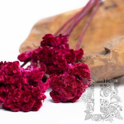 Celosia - 5 Stems