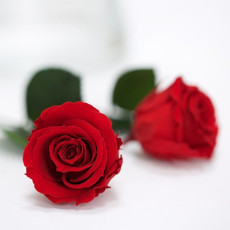 Red-01