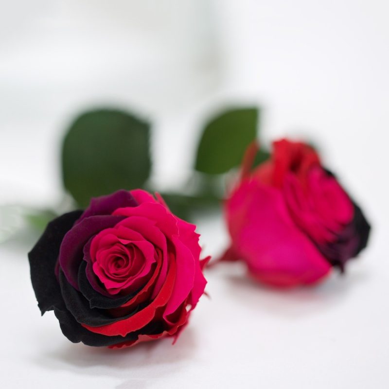 Rainbow Pink