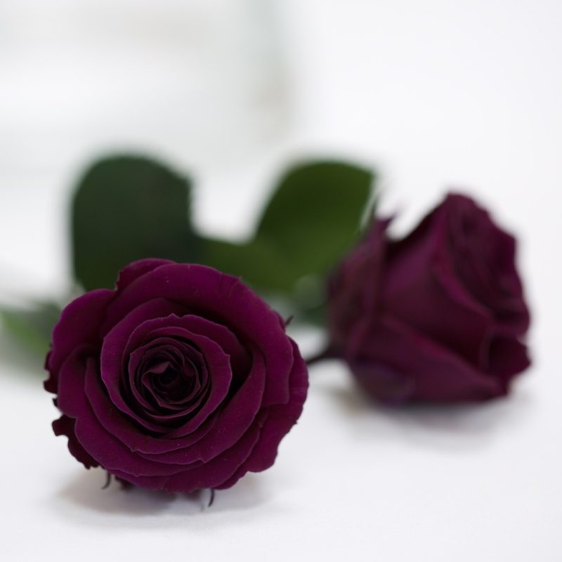 Purple (Pur-01)