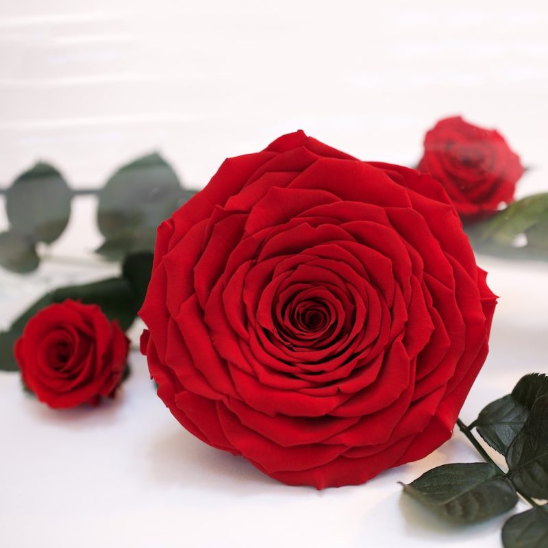Red-01