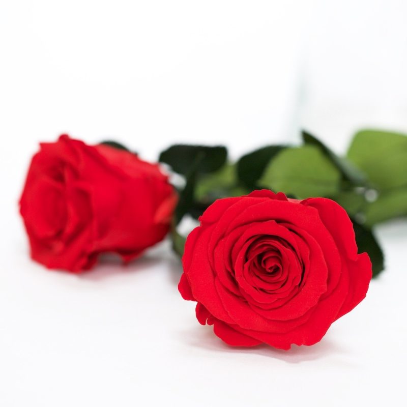 Red-02