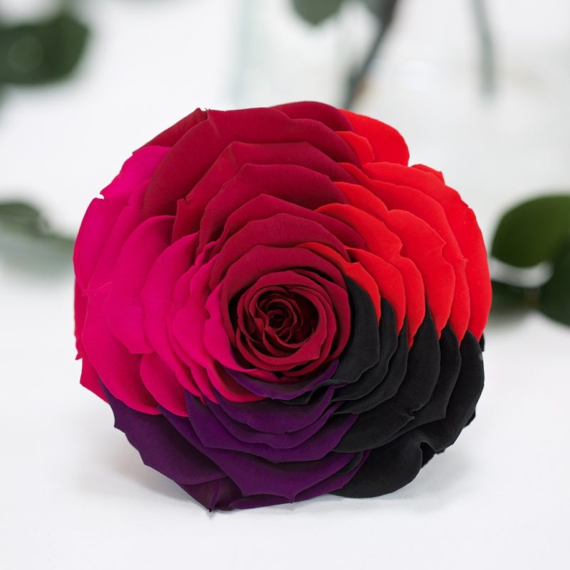 Rainbow Pink