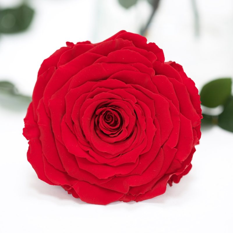 Red-01