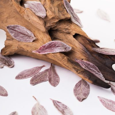 Soft Leaves - Box