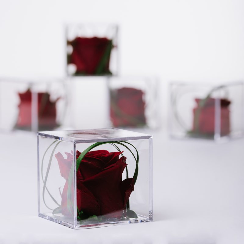 Red (Red 01)