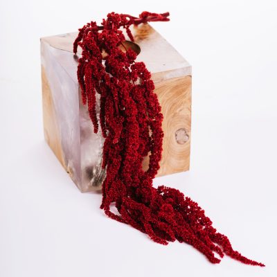 Amaranthus - Bunch