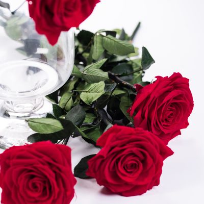 50cm Premium Rose With Stem - 12 Stems Bulk