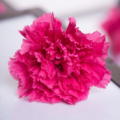 Premium Carnation - 8 Heads