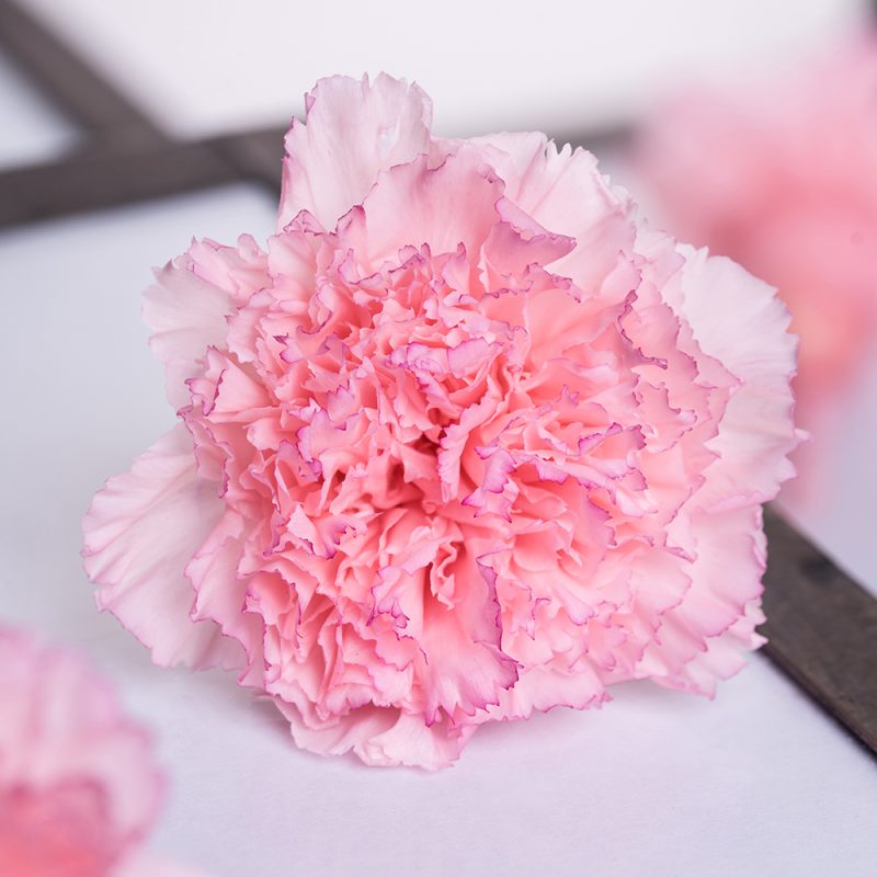 Preserved Carnations Wholesale