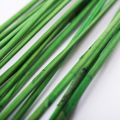 Elephant Reed - Bunch