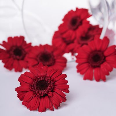 Gerbera - 8 Heads