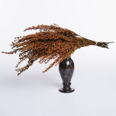 Grabia - Bunch