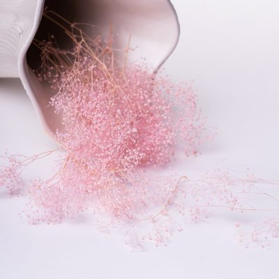 Premium Gypsophila Box