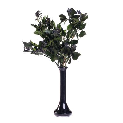 Hedera Arborea With Fruits - Bunch