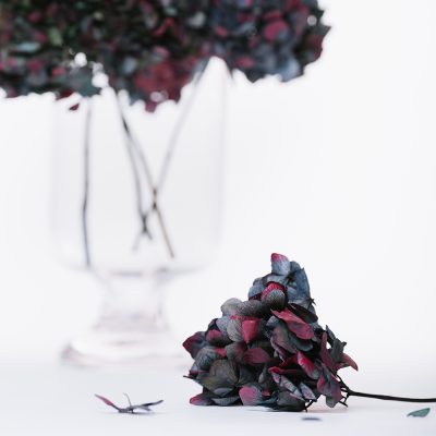 Natural Bi-Colour Hydrangea - Stem