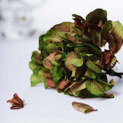 Fora Exclusive Hydrangea - Immense - stem