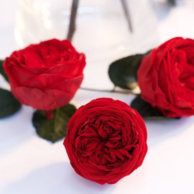Garden Rose - Kabuky - 6 Heads