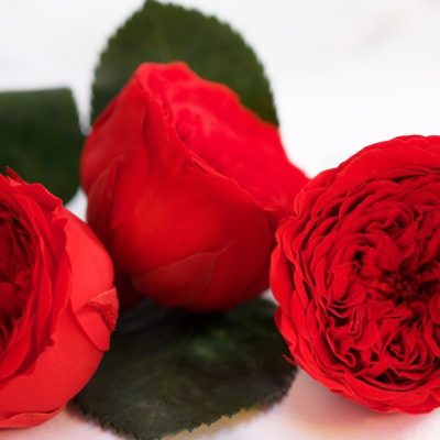 Garden Rose -  Kabukiza - 3 Heads