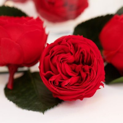 Garden Rose -  Kabukiza - 3 Heads