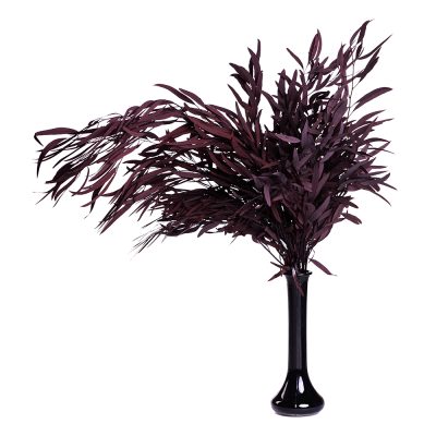Classic Eucalyptus Nicoly - Bunch