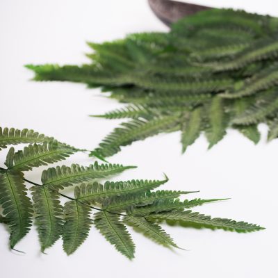 Parchment Fern - 8 Stems