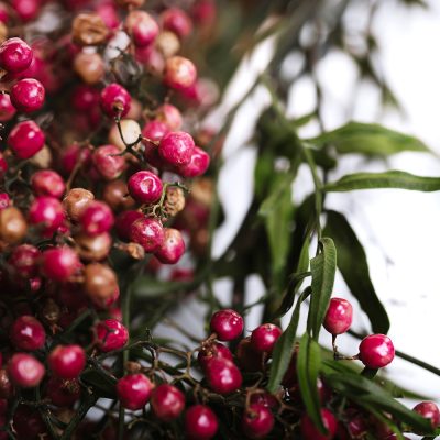 Pepper Tree - Bunch
