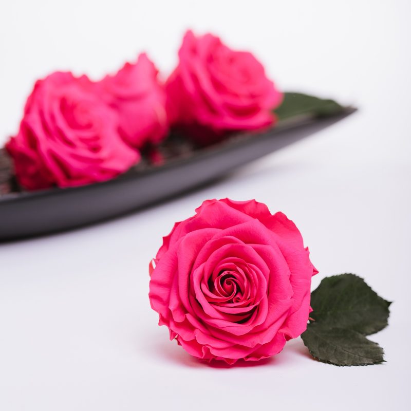 Dark Pink