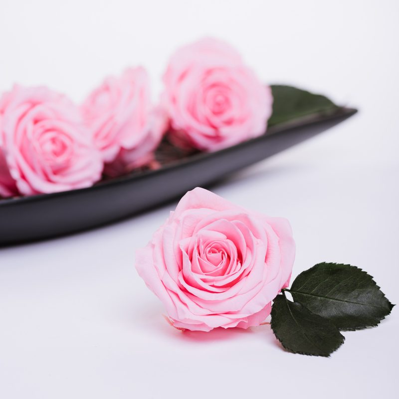 Bridal Pink