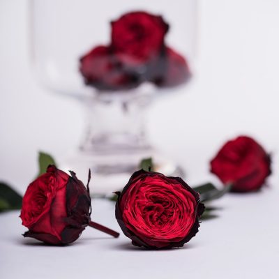 Garden Rose - Chouchou - 4 Heads