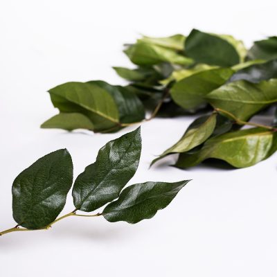 Salal - Bunch