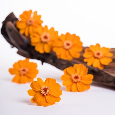 Zinnia