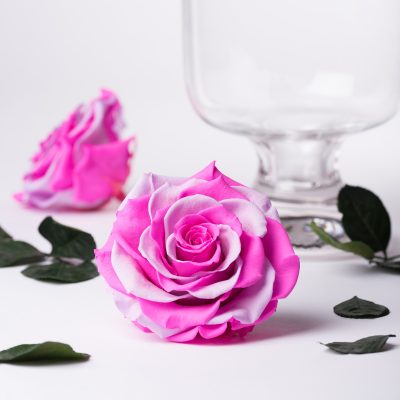 Exclusive - DUO - Bonita - 1 Head