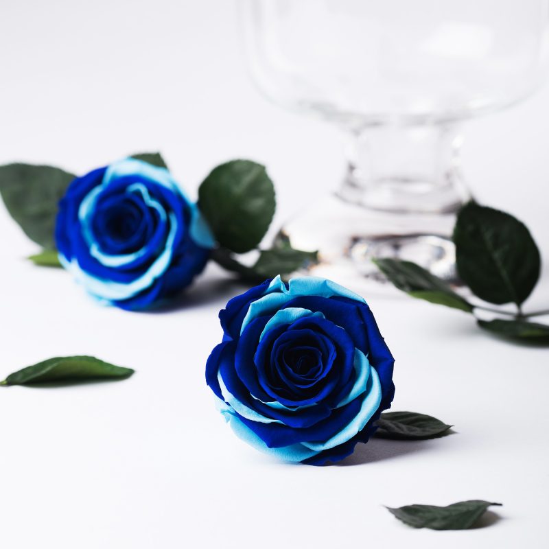 Exclusive (Blue/sky)