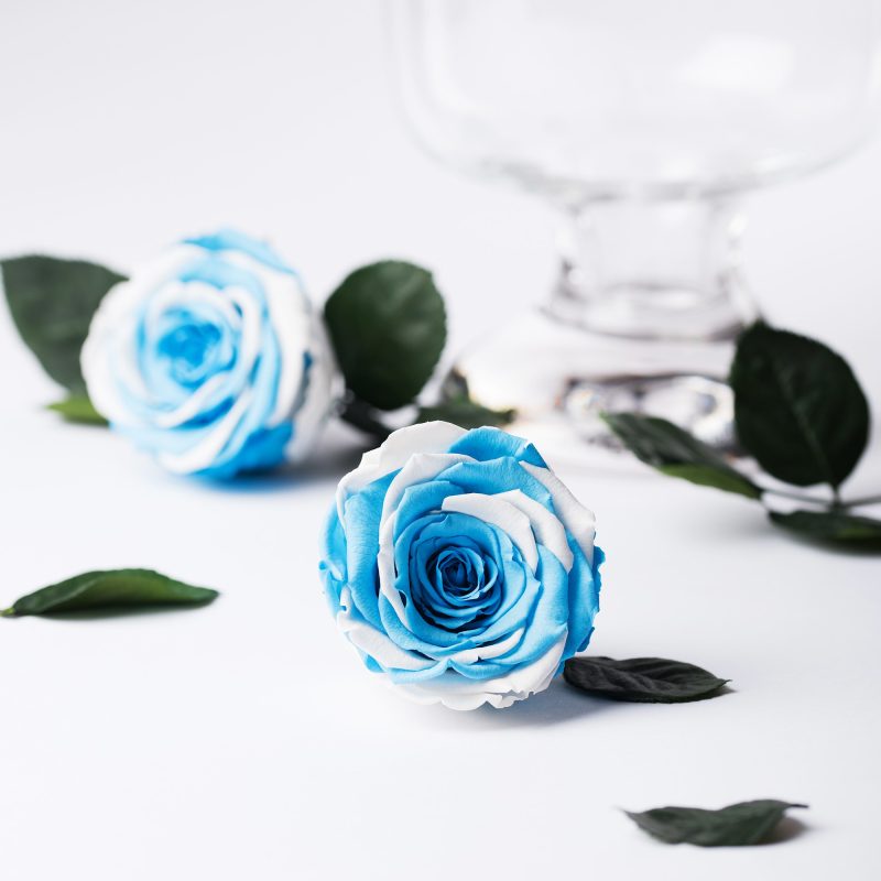 Exclusive (Blue/White)