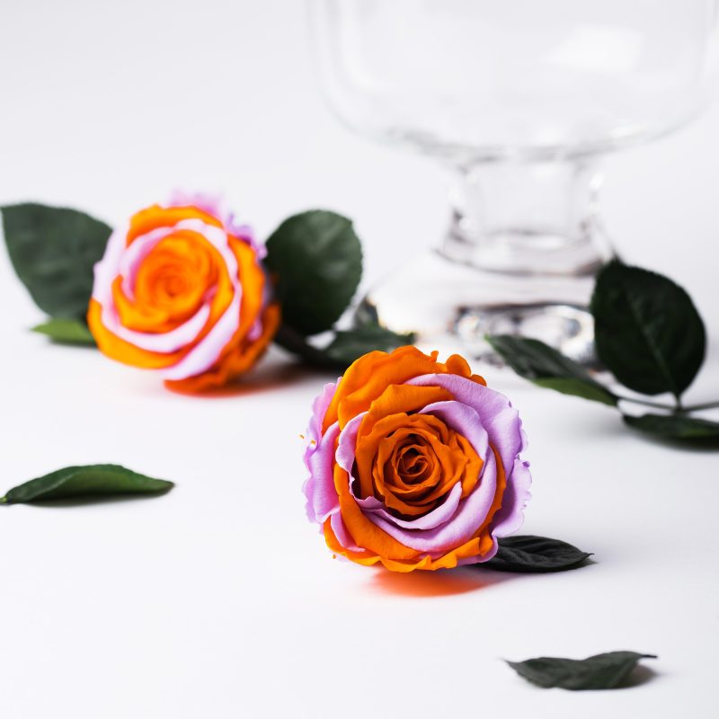 Exclusive (Violet/Orange)
