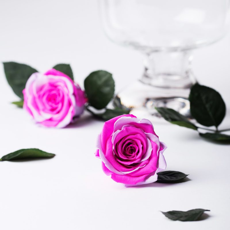 Exclusive (Pink/Violet)