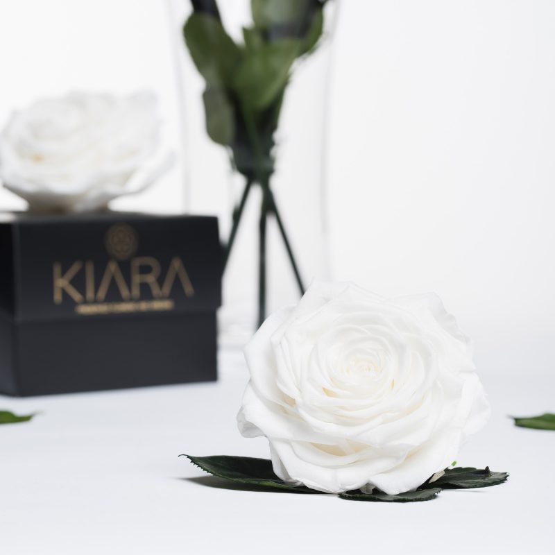 Pure White