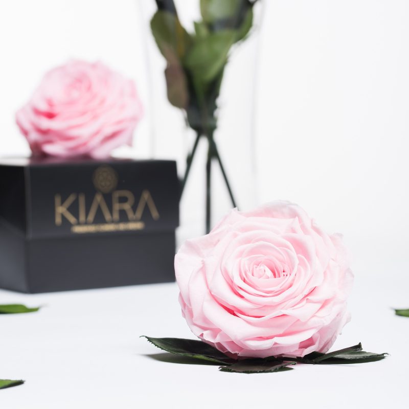 Bridal Pink