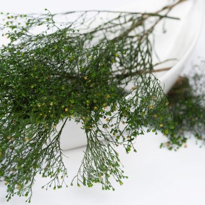 Broom - classic - Bunch