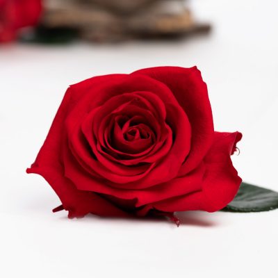 Fora exclusive  roses - Medium - 6 Heads - Forever Red