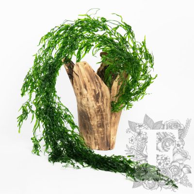 Vine Helecho - 10 Stems