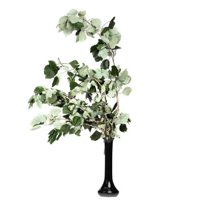 Poplar Green - Bunch