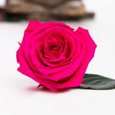 Fora exclusive  roses - Medium - 6 Heads - Hot pink