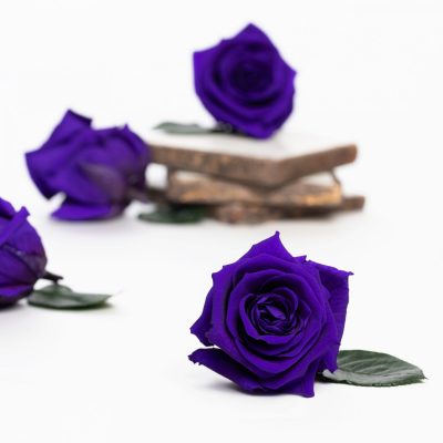 Fora exclusive  roses - Medium - 6 Heads - Dark Purple