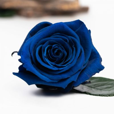 Fora exclusive  roses - Medium - 6 Heads - Ocean Blue
