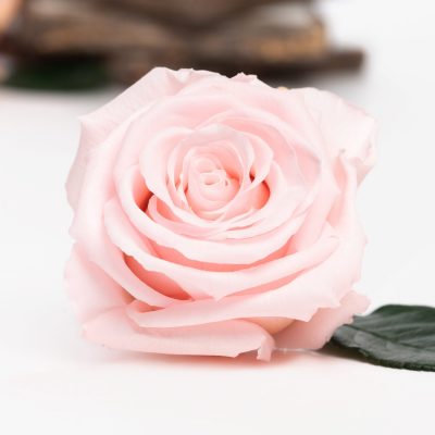 Fora exclusive  roses - Medium - 6 Heads - Baby Pink