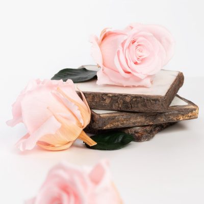 Fora exclusive  roses - Medium - 6 Heads - Baby Pink