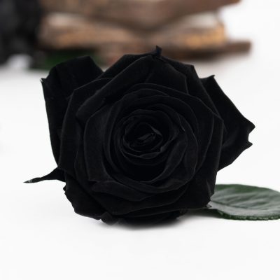Fora exclusive  roses - Medium - 6 Heads - Black