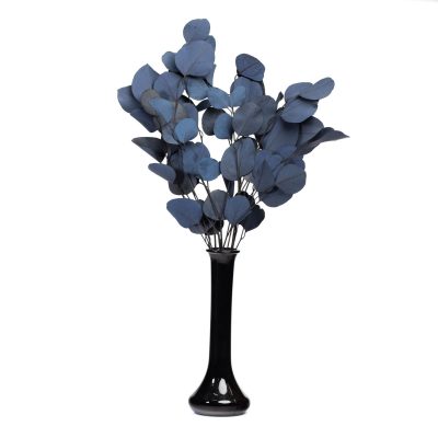 Premium Eucalyptus Populus - Bunch